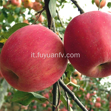 Mela rossa deliziosa Apple della stella fresca